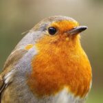 FCA Issues Unauthorised Firm Warning Against Growvex.info