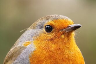 FCA Issues Unauthorised Firm Warning Against Growvex.info