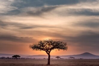 GoTyme Bank Hits 12 Million Customer Milestone in South Africa