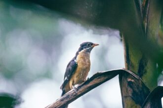 Nokia's Radical Overhaul: 14,000 Jobs Cut as India Leadership Faces Shake-Up