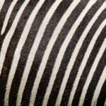 Stripe and Branch Partnership Revolutionizes Workforce Payouts