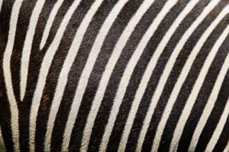 Stripe and Branch Partnership Revolutionizes Workforce Payouts